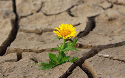 Lezárult az Út a Fenntarthatóság Felé programsorozat